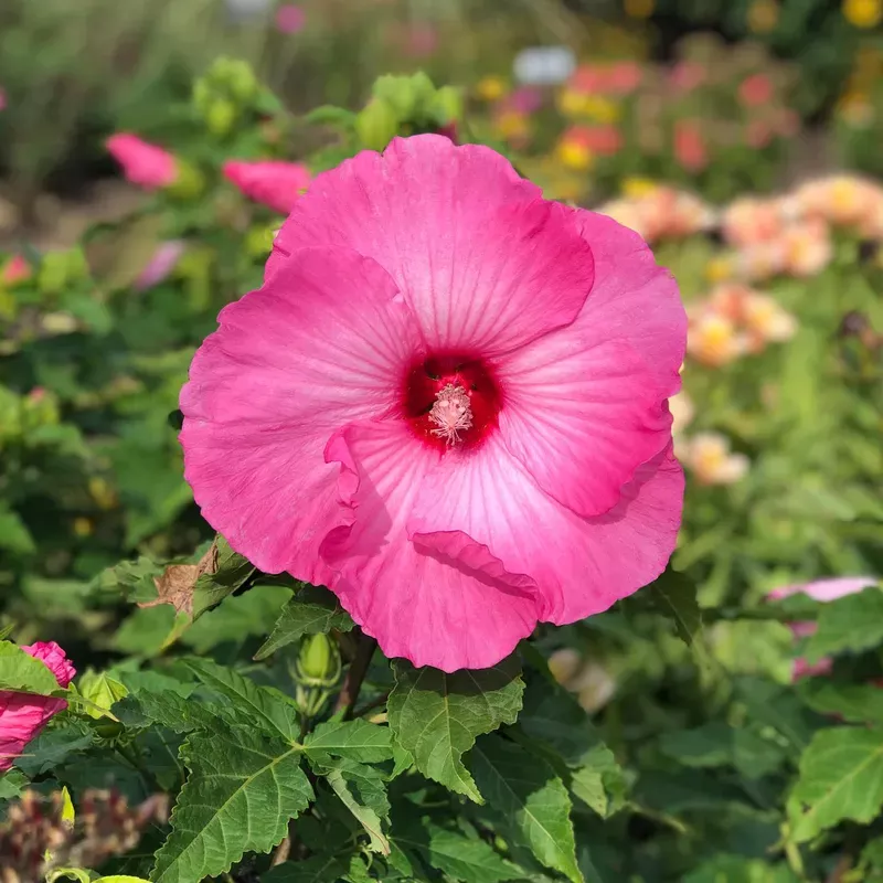 airbrush-effect-rose-mallow-hibiscus ‘Airbrush Effect’ Rose Mallow (Hibiscus)