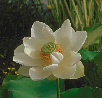 alba-grandiflora-lotus-single-classic-white-large-bare-root-tuber-min-qty-2-per- 'Alba Grandiflora' Lotus - Single Classic White Large (Bare Root Tuber) - Min Qty. 2 Per Variety