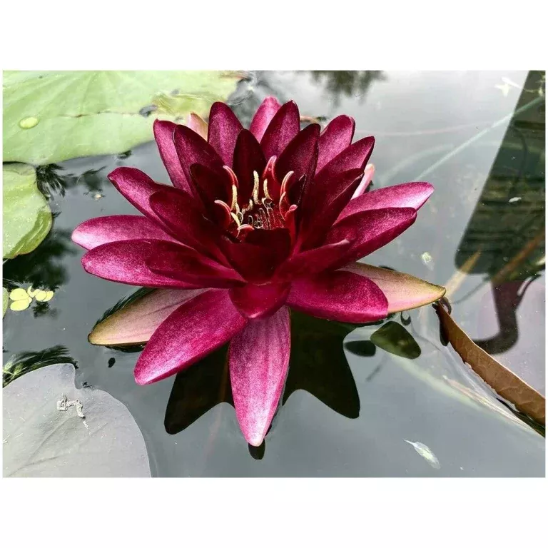 almost-black-red-hardy-lily-bare-root-minimum-qty-2-per-variety 'Almost Black' - Red Hardy Lily (Bare Root) - Minimum Qty. 2 Per Variety