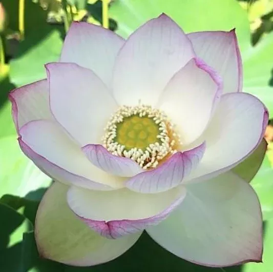 american-3-color-lotus American 3-Color - Lotus
