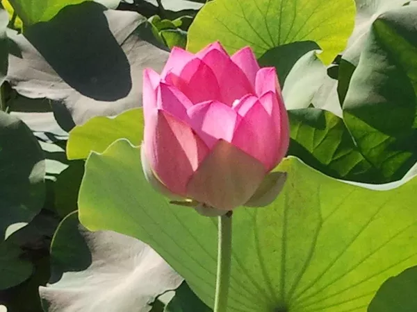 asian-sacred-lotus-single-light-pink-to-cream-bare-root-tuber-min-qty-2-per-vari 'Asian Sacred' Lotus - Single Light Pink to Cream (Bare Root Tuber) - Min Qty. 2 Per Variety