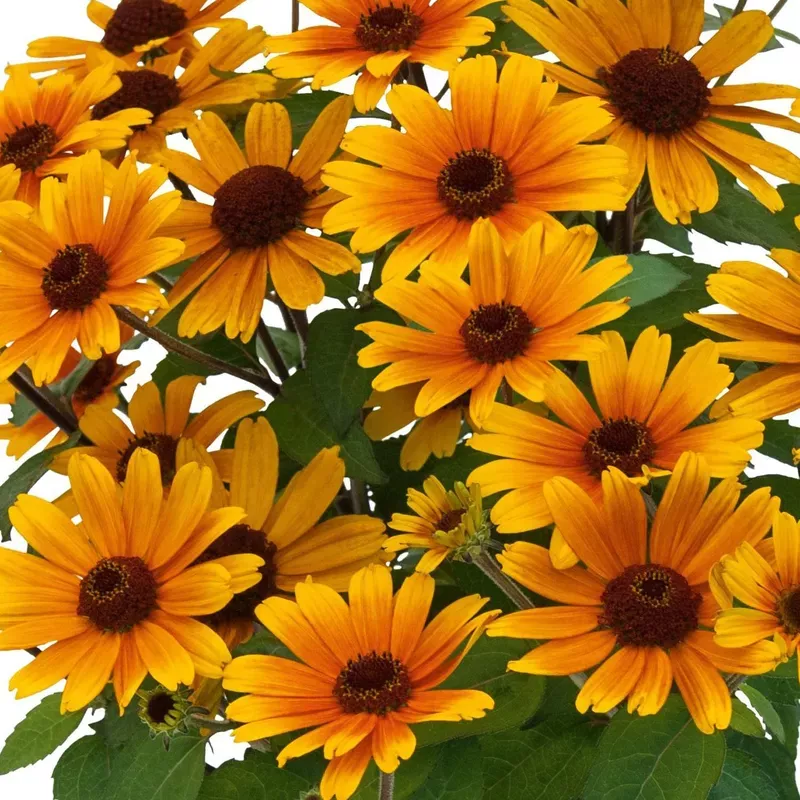 bacio-del-sole-false-sunflower-heliopsis ‘Bacio Del Sole’ False Sunflower (Heliopsis)