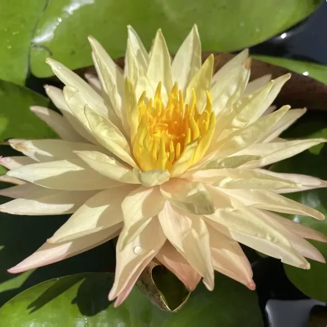 bangkok-sun-spark-changeable-hardy-lily-bare-root-minimum-qty-2-new 'Bangkok Sun Spark' Changeable Hardy Lily (Bare Root) - Minimum Qty. 2 (NEW)