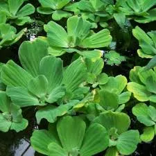blue-cloud-water-lettuce-minimum-order-qty-6 'Blue Cloud' Water Lettuce - Minimum Order Qty. 6