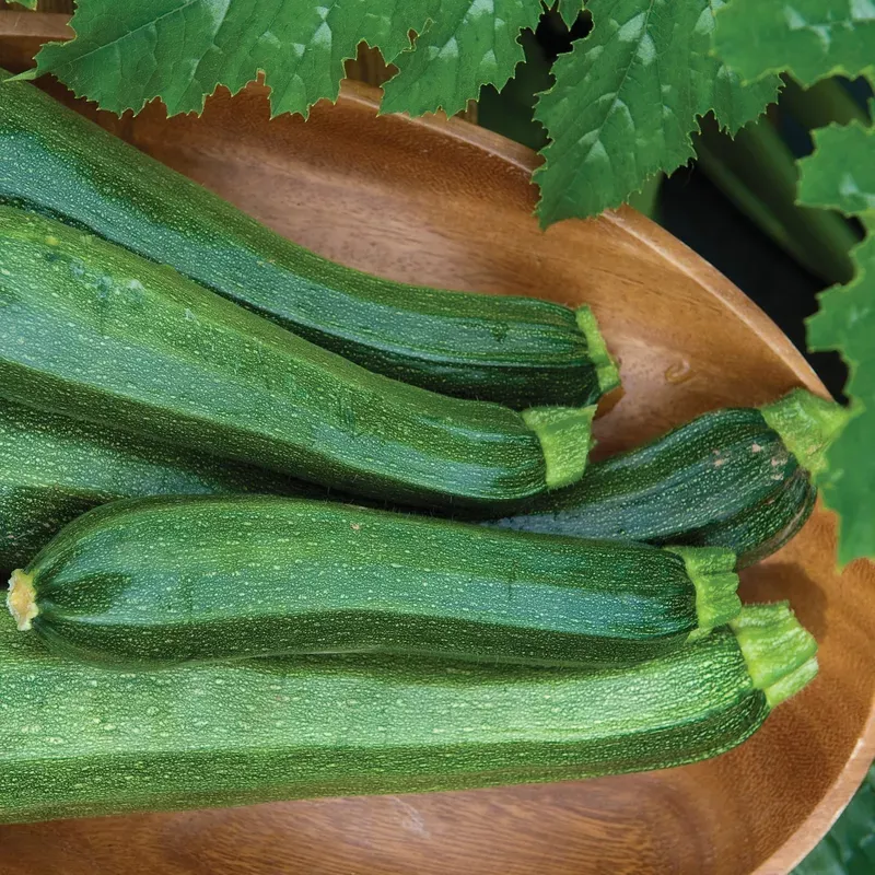 burpee-hybrid-squash-zucchini-cucurbita ‘Burpee Hybrid’ Squash Zucchini (Cucurbita)