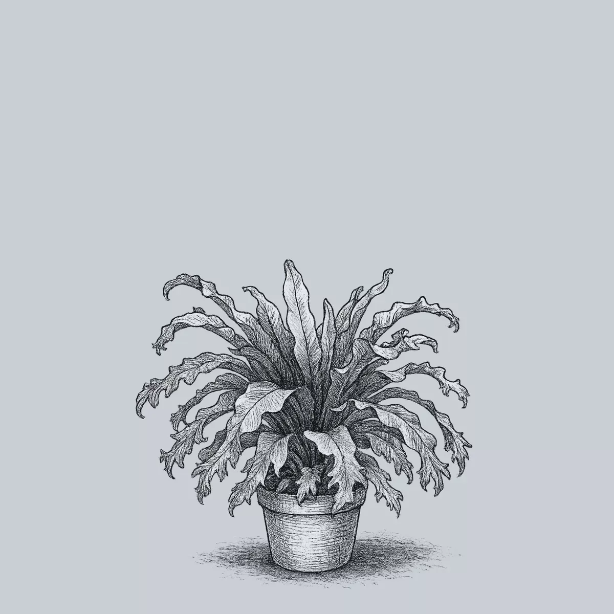 crissie-bird-s-nest-fern Crissie Bird's Nest Fern