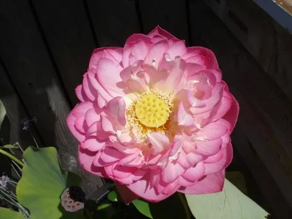 double-rose-lotus-double-pink-large-bare-root-tuber-min-qty-3-per-variety 'Double Rose' Lotus - Double Pink Large (Bare Root Tuber) - Min Qty. 3 Per Variety