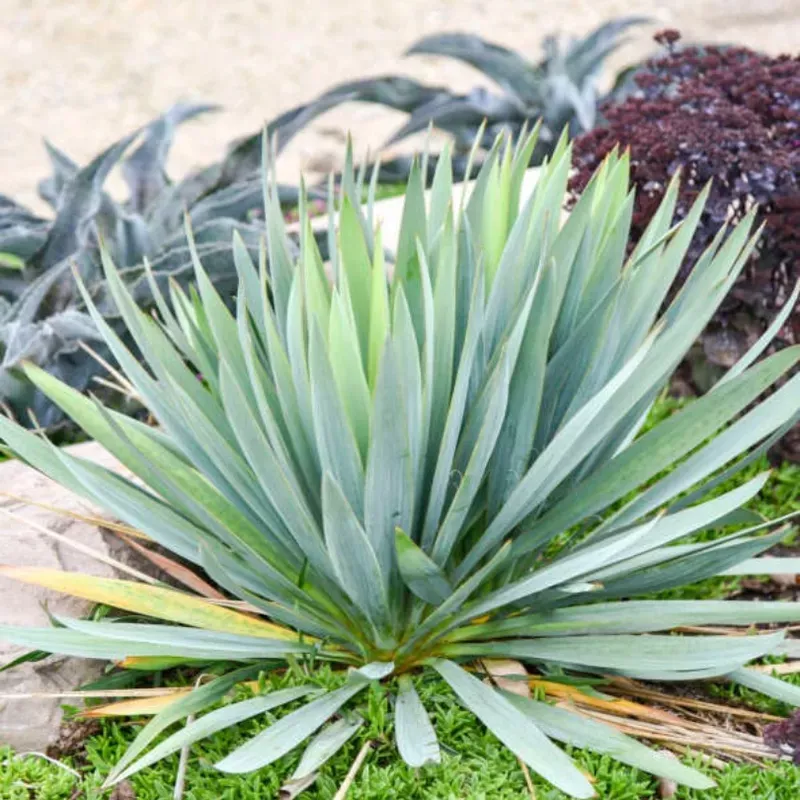 dragon-slayer-yucca ‘Dragon Slayer’ Yucca