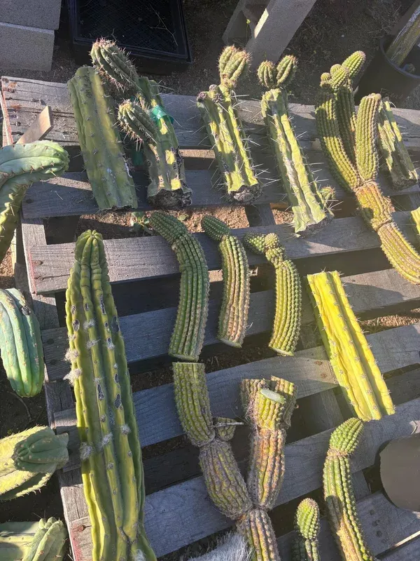 #EC254 Trichocereus MIXED TLC Bargain CactusCUTTING Lot 60”+