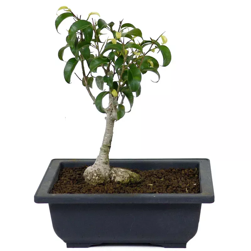 Ficus Too Little Bonsai D78