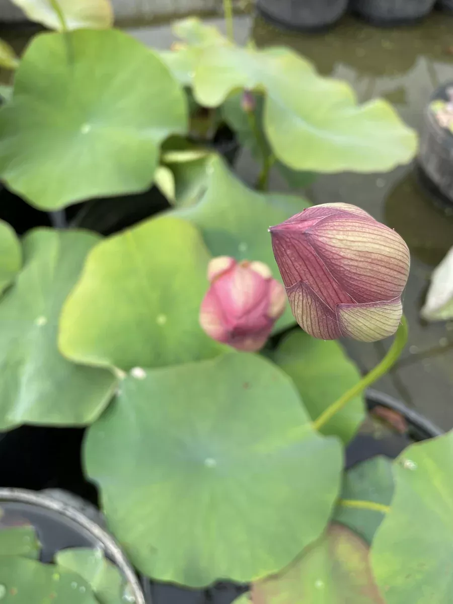 friend-red-lotus Friend Red - Lotus
