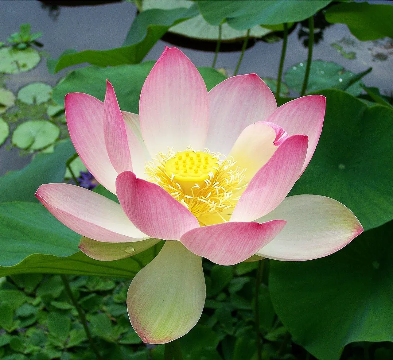 friendship-supervisor-student-lotus-bare-root-tuber-min-qty-2-per-variety 'Friendship of Supervisor & Student' Lotus (Bare Root Tuber) - Min Qty. 2 Per Variety