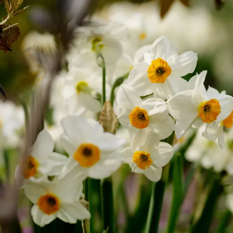 geranium-tazetta-daffodil-narcissus ‘Geranium’ Tazetta Daffodil (Narcissus)