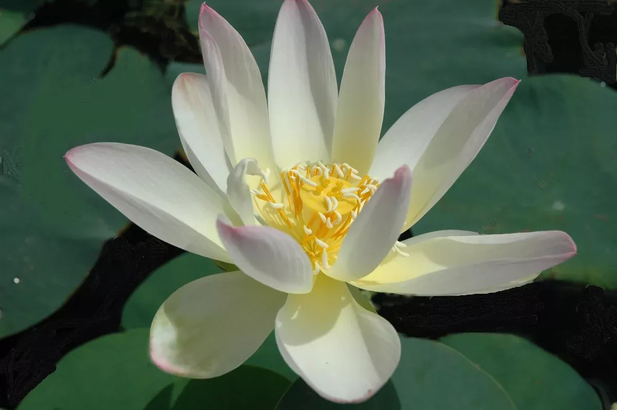 Green Maiden- Lotus