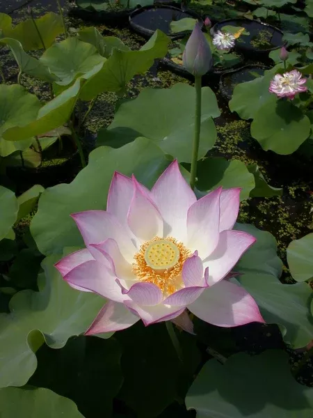 lavender-lady-lotus-single-pink-lavender-bare-root-tuber-min-qty-3-per-variety 'Lavender Lady' Lotus - Single Pink/Lavender (Bare Root Tuber) - Min Qty. 3 Per Variety