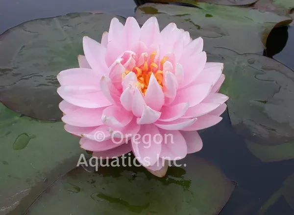 Lilypons - Pink Hardy Lily (Bare Root) - Minimum Qty. 3 Per Variety