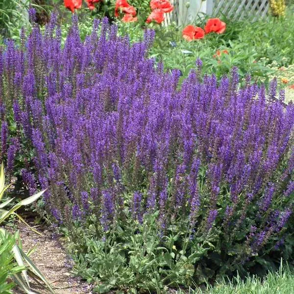 may-night-salvia ‘May Night’ Salvia