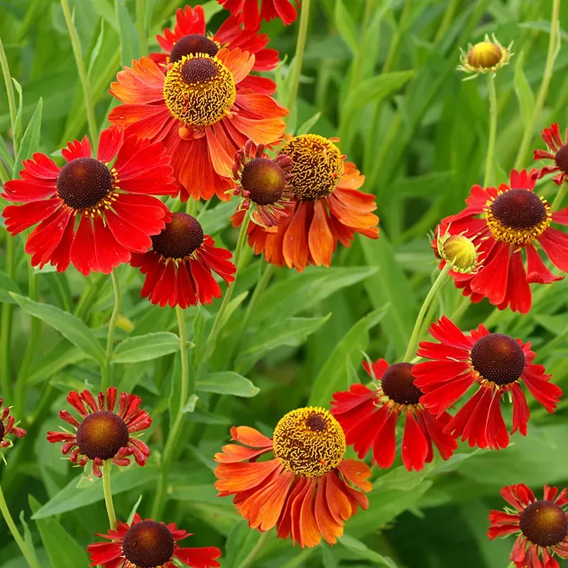 moerheim-beauty-sneezeweed-helenium ‘Moerheim Beauty’ Sneezeweed (Helenium)