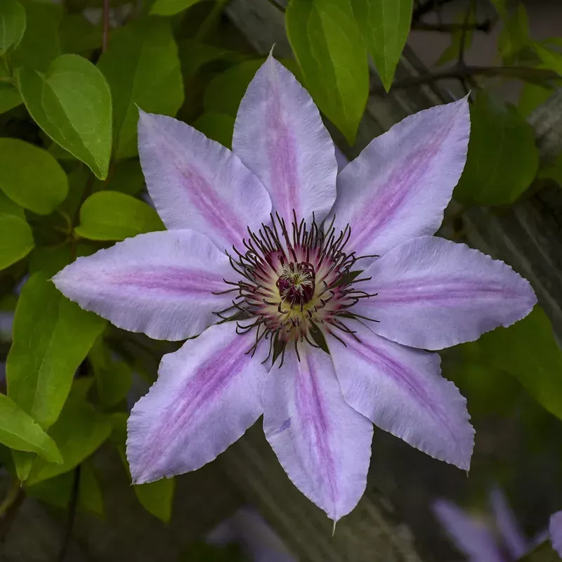nelly-moser-clematis Nelly Moser Clematis