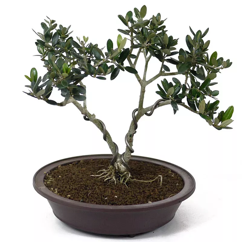 Olive – Twin Trunk D102