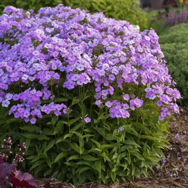 opening-act-blush-hybrid-phlox ‘Opening Act Blush’ Hybrid Phlox