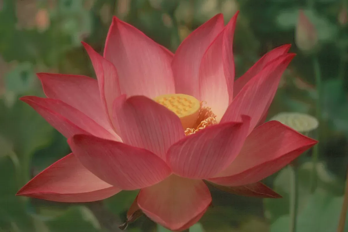 Pekinensis Red - Lotus