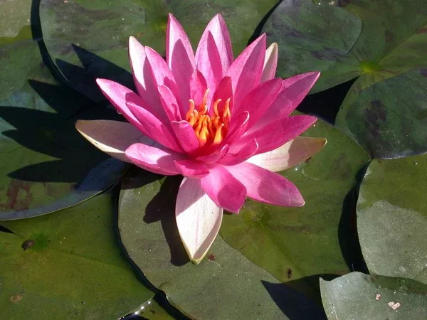 Pink Sparkle - Silvery Pink Hardy Lily (Bare Root) - Minimum Qty. 3 Per Variety