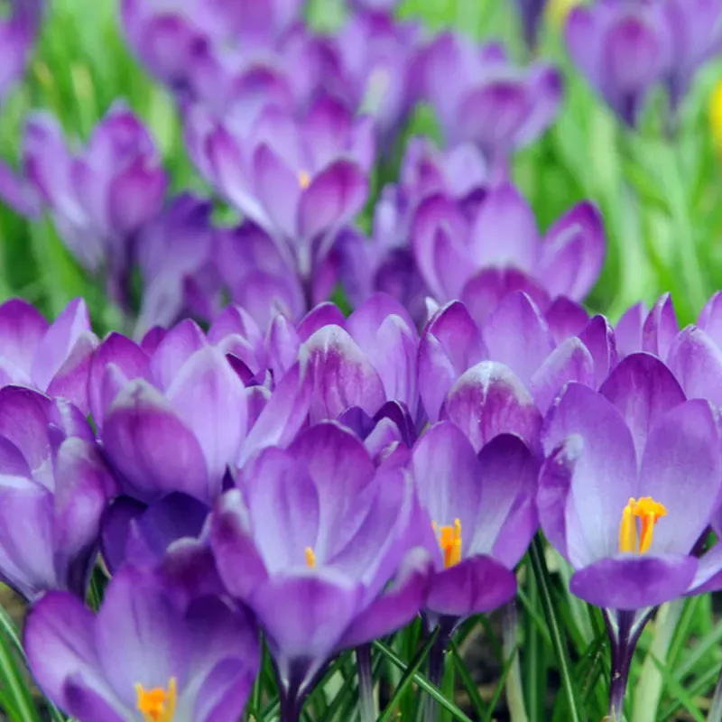 remembrance-large-flowering-crocus ‘Remembrance’ Large Flowering Crocus