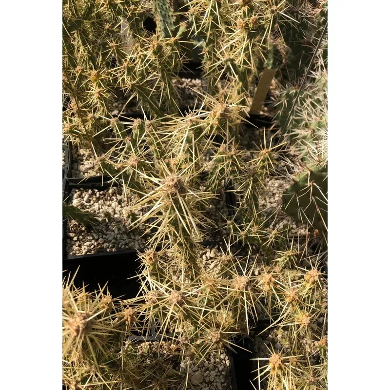 *RETAIL – Opuntia whipplei ‘Wah Wah’