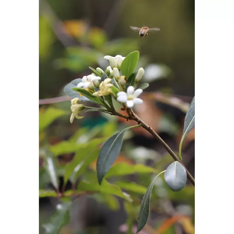 *RETAIL – Pittosporum tobira ‘Tall n Tough’