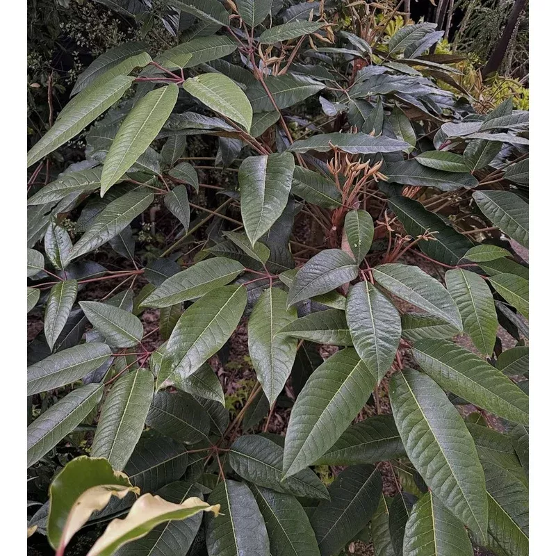 *RETAIL – Schefflera delavayi