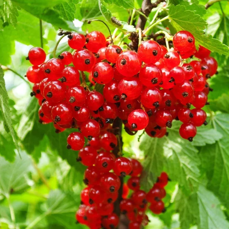 rolan-redcurrant-bush ‘Rolan’ Redcurrant Bush