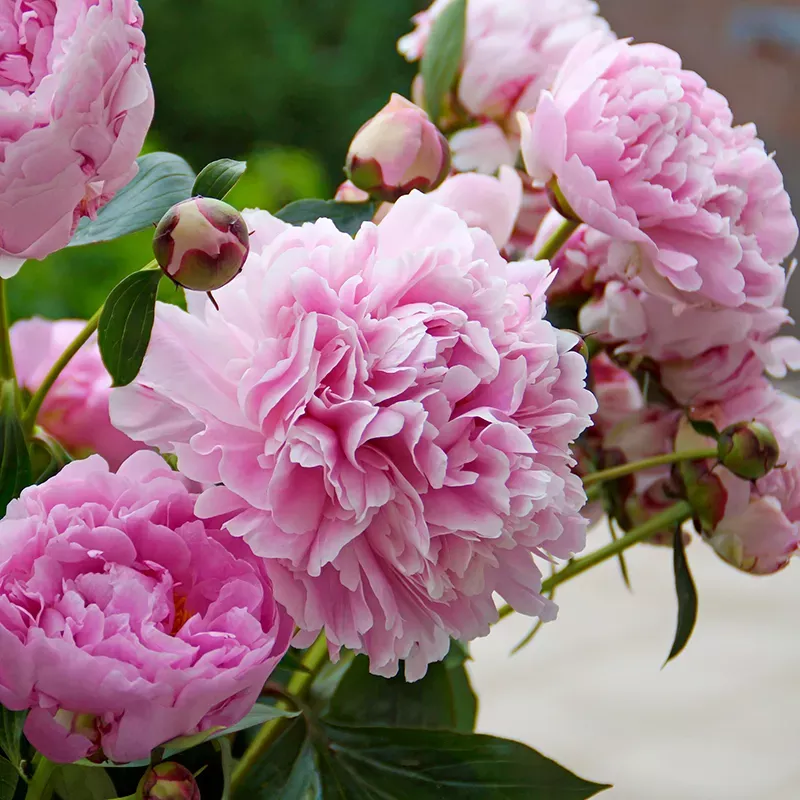 sarah-bernhardt-peony-paeonia ‘Sarah Bernhardt’ Peony (Paeonia)