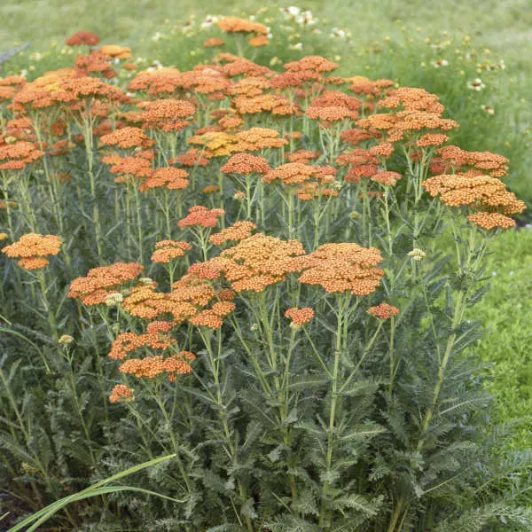 sassy-summer-sunset-yarrow-achillea ‘Sassy Summer Sunset’ Yarrow (Achillea)