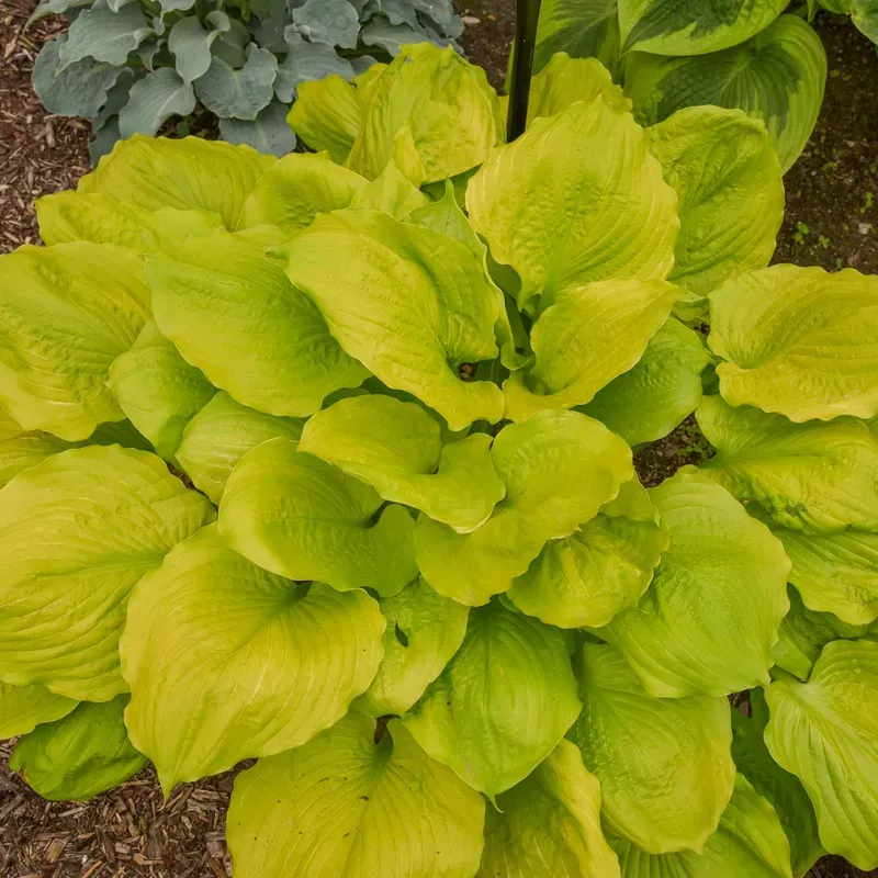 seasons-in-sun-hosta ‘Seasons in the Sun’ Hosta