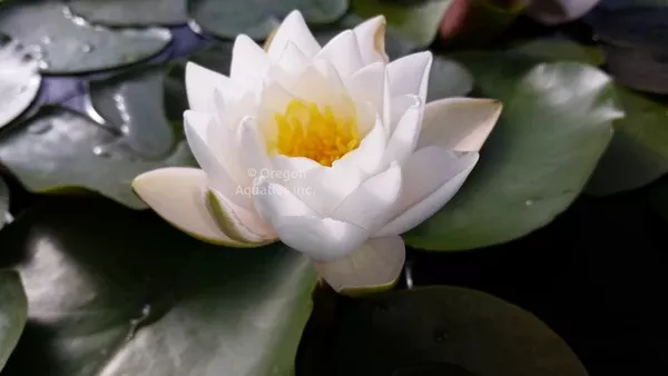 siam-jasmine-white-hardy-lily-bare-root-minimum-qty-3-per-variety-new 'Siam Jasmine' White Hardy Lily (Bare Root) - Minimum Qty. 3 Per Variety (NEW)
