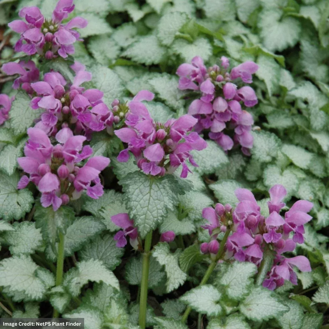 spotted-dead-nettle-lamium-maculatum-orchid-frost-1-container Spotted Dead Nettle (Lamium Maculatum) – Orchid Frost – #1 Container