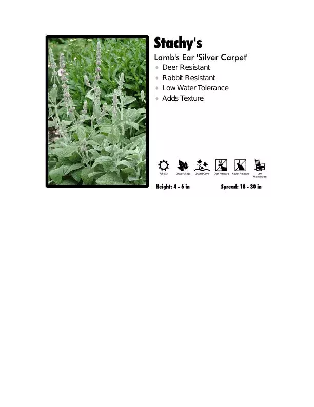 Stachy’s ‘Silver Carpet’