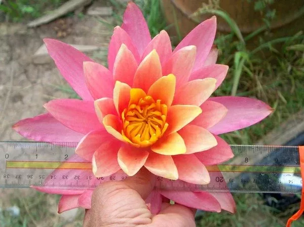 sunfire-large-pink-yellow-hybrid-hardy-lily-bare-root-minimum-qty-2-per-variety 'Sunfire' - Large Pink & Yellow Hybrid Hardy Lily (Bare Root) - Minimum Qty. 2 Per Variety.