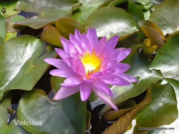 Violicious - Lavender/Purple Tropical-Hardy HybridLily (Bare Root) - Minimum Qty. 2 Per Variety