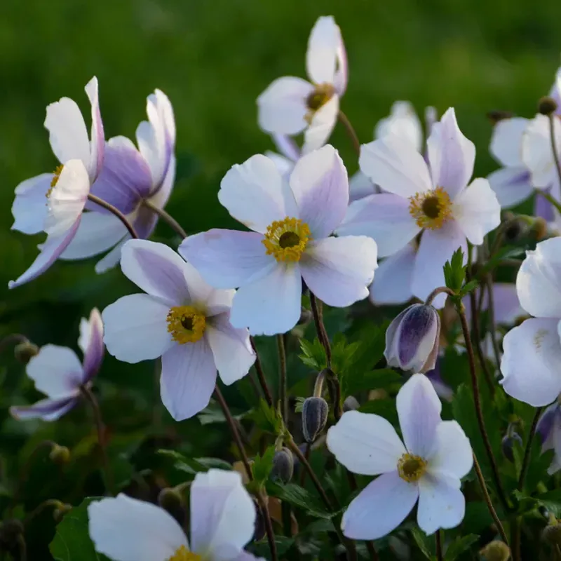 wild-swan-japanese-anemone ‘Wild Swan’ Japanese Anemone