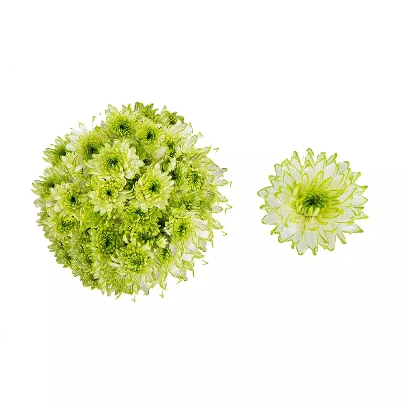 zembla-lime-poms-cushion Zembla Lime –Poms Cushion