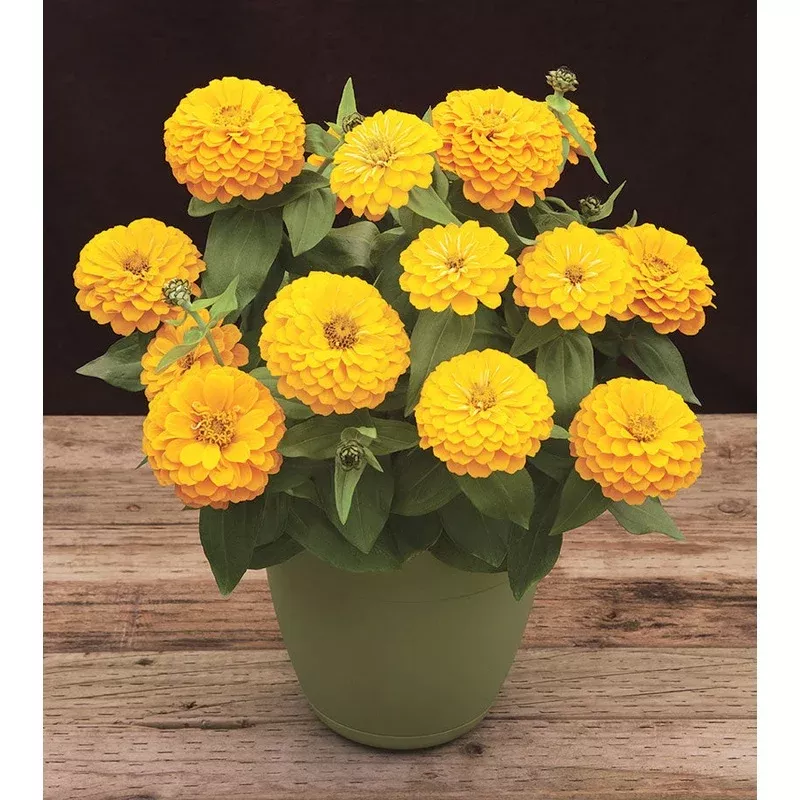 Zinnia Seeds Zinnia Preciosa Orange Flower Seeds