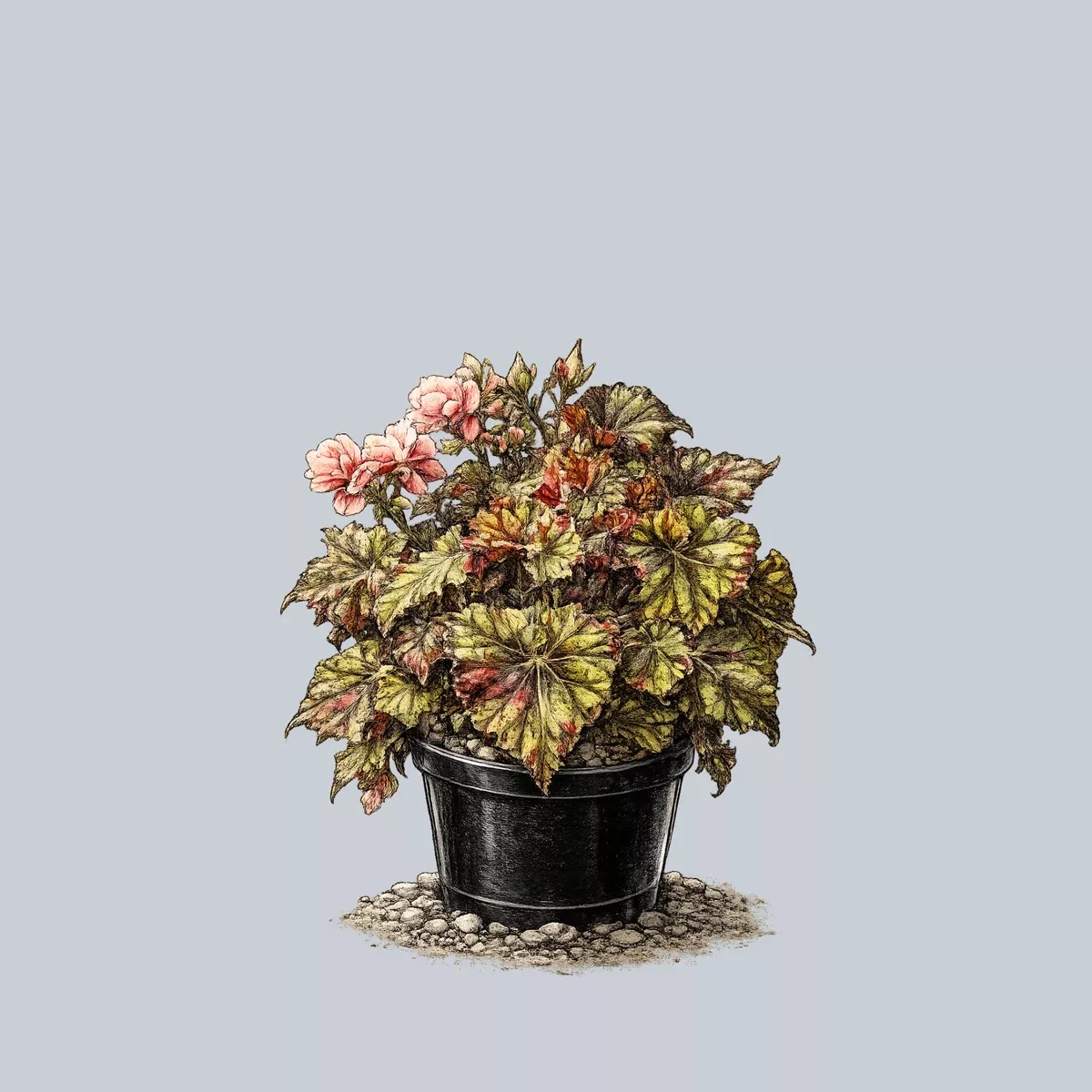 zumba-rex-begonia Zumba Rex Begonia